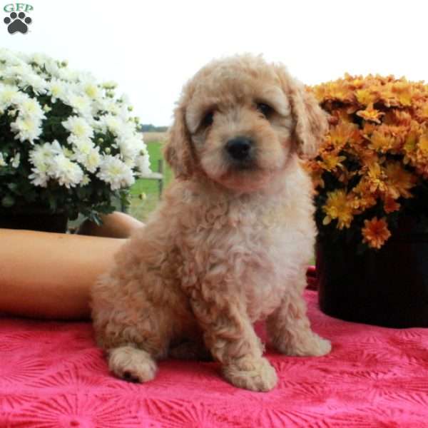 Cassie, Cavapoo Puppy