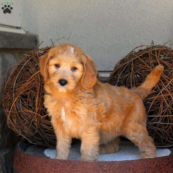 Cassie, Mini Goldendoodle Puppy