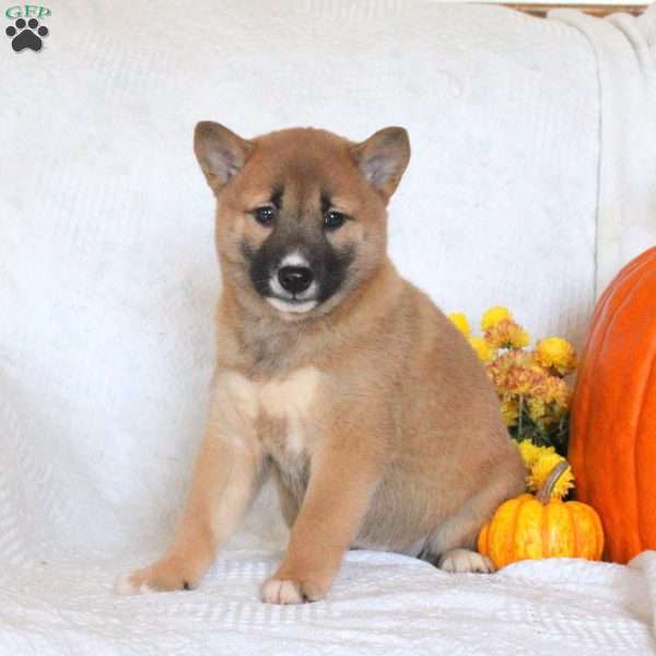 Cassie, Shiba Inu Puppy