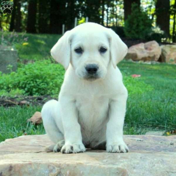 Cassie, Yellow Labrador Retriever Puppy