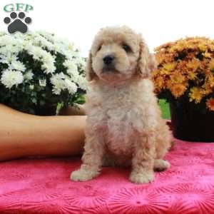 Cassie, Cavapoo Puppy