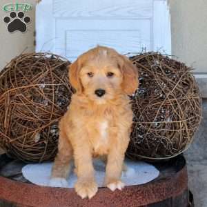 Cassie, Mini Goldendoodle Puppy