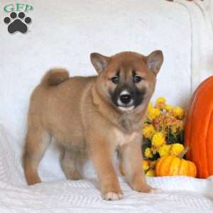 Cassie, Shiba Inu Puppy