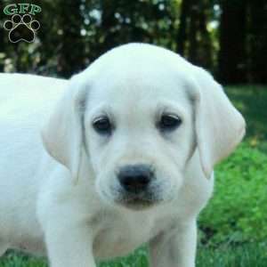 Cassie, Yellow Labrador Retriever Puppy