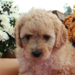 Cassie, Cavapoo Puppy