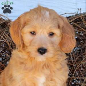 Cassie, Mini Goldendoodle Puppy