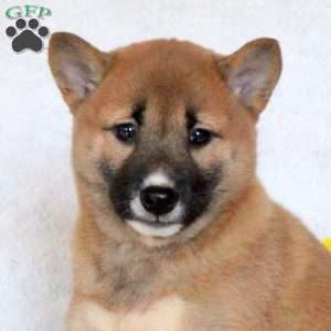 Cassie, Shiba Inu Puppy