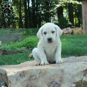 Cassie, Yellow Labrador Retriever Puppy