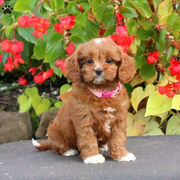 Cathy, Cavapoo Puppy