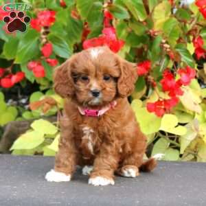 Cathy, Cavapoo Puppy
