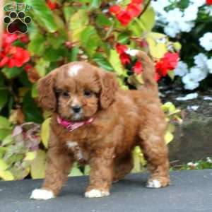 Cathy, Cavapoo Puppy