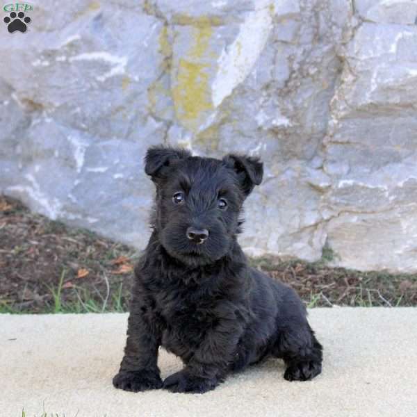 Catrina, Scottish Terrier Puppy