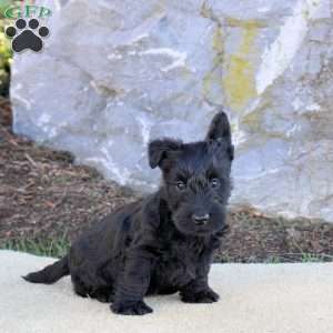 Catrina, Scottish Terrier Puppy