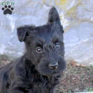 Catrina, Scottish Terrier Puppy