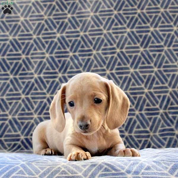 Cayla, Dachshund Puppy