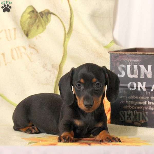 Cayla, Dachshund Puppy