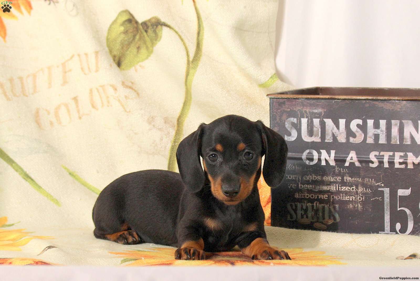 Cayla (Dachshund, Female) in Ephrata, PA