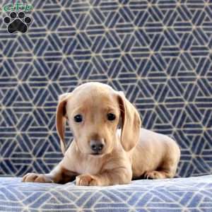 Cayla, Dachshund Puppy