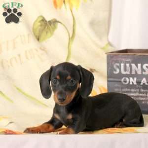 Cayla, Dachshund Puppy