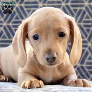 Cayla, Dachshund Puppy