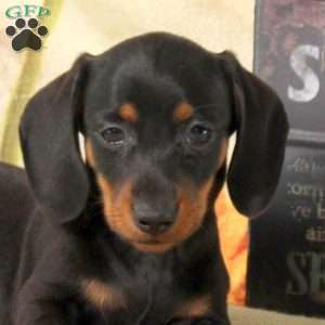 Cayla, Dachshund Puppy