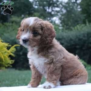 Chalisa, Cockapoo Puppy