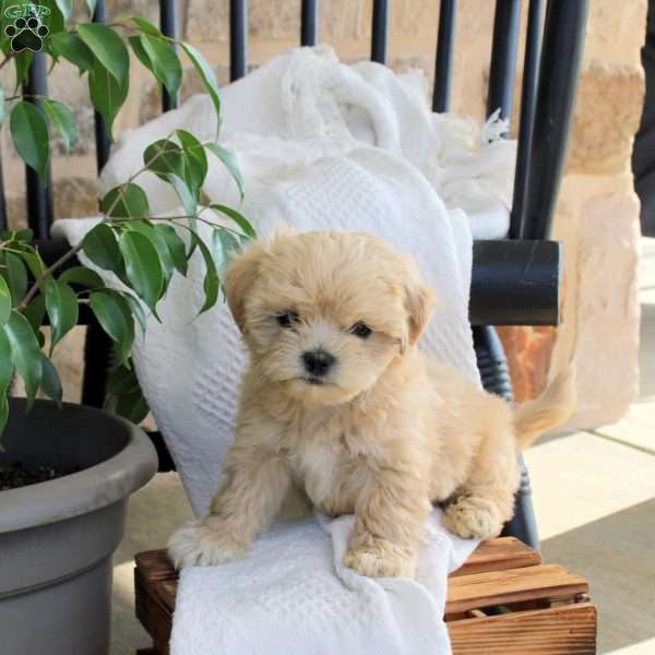 Champ, Shih Tzu Mix Puppy