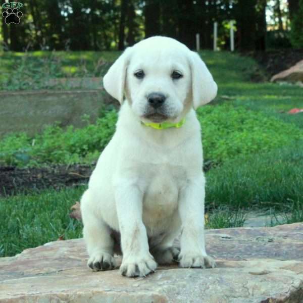 Champ, Yellow Labrador Retriever Puppy
