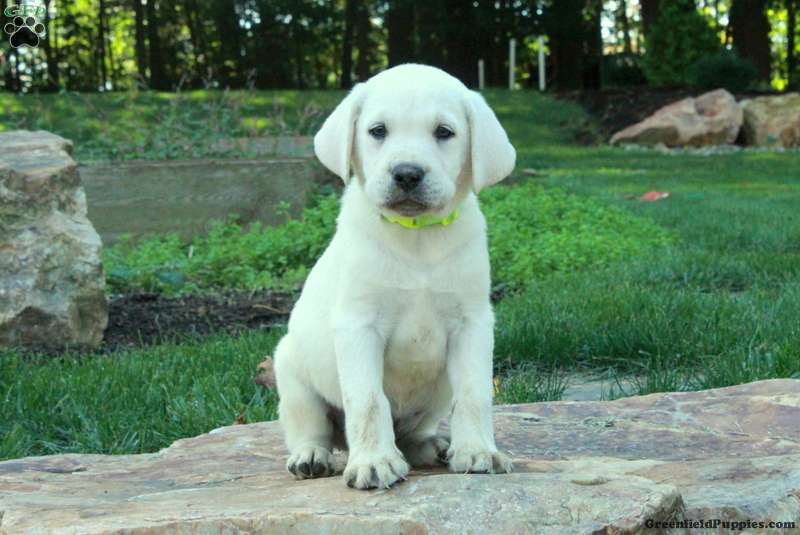 Champ (Labrador, Male) in Paradise, PA