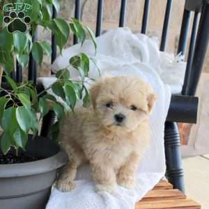 Champ, Shih Tzu Mix Puppy