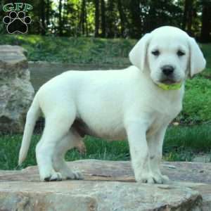 Champ, Yellow Labrador Retriever Puppy