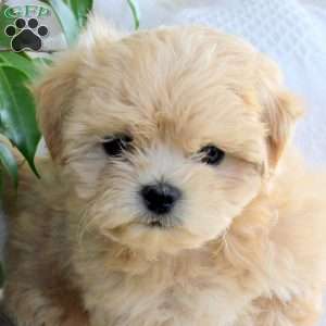 Champ, Shih Tzu Mix Puppy