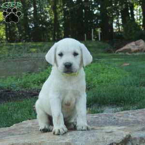 Champ, Yellow Labrador Retriever Puppy