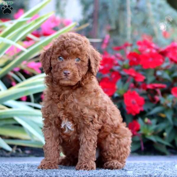 Champ, Miniature Poodle Puppy