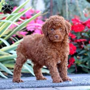 Champ, Miniature Poodle Puppy