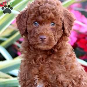 Champ, Miniature Poodle Puppy