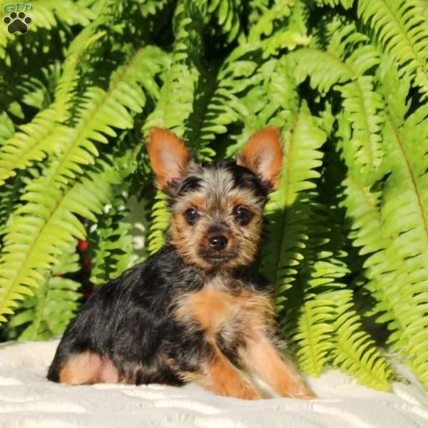 Chance, Yorkie Puppy