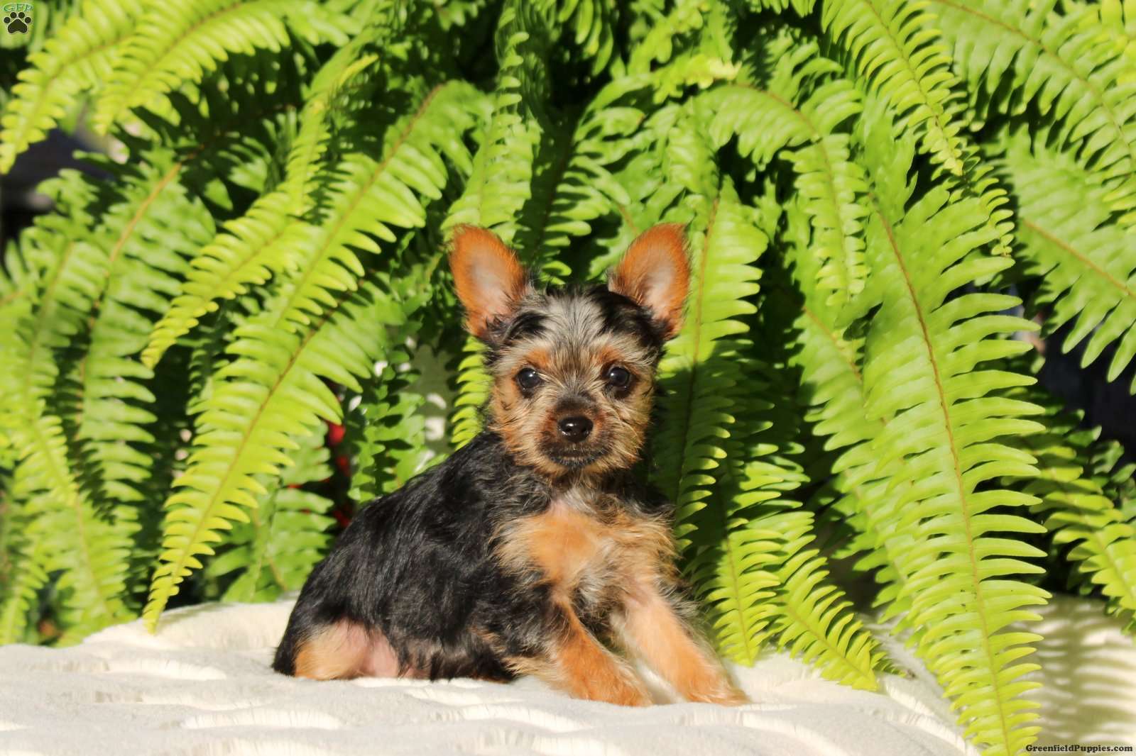 Chance (Yorkshire Terrier, Male) in Strasburg, PA