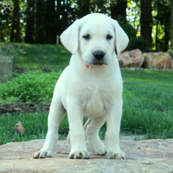 Chance, Yellow Labrador Retriever Puppy