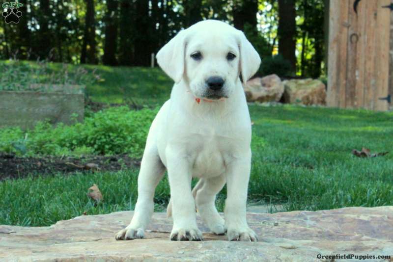 Chance (Labrador, Male) in Paradise, PA