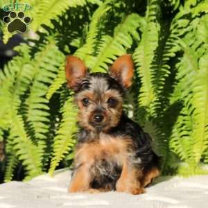 Chance, Yorkie Puppy