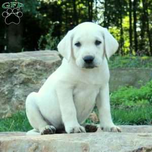 Chance, Yellow Labrador Retriever Puppy