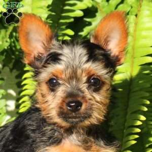 Chance, Yorkie Puppy
