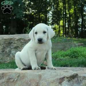 Chance, Yellow Labrador Retriever Puppy