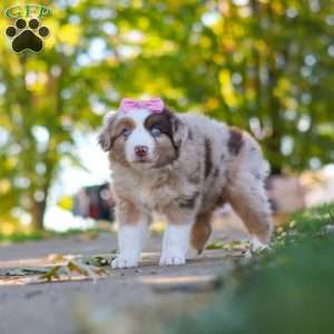 Chaos, Miniature Australian Shepherd Puppy