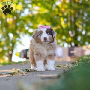 Chaos, Miniature Australian Shepherd Puppy