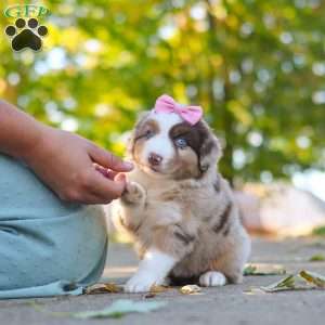 Chaos, Miniature Australian Shepherd Puppy