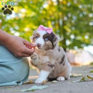 Chaos, Miniature Australian Shepherd Puppy