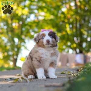 Chaos, Miniature Australian Shepherd Puppy