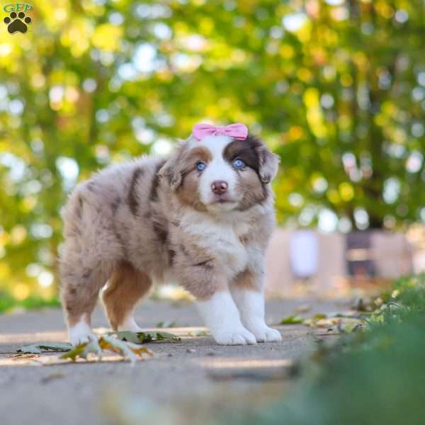 Chaos, Miniature Australian Shepherd Puppy